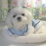 puppy1.jpg