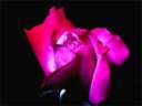 rose10.jpg