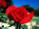 rose2.jpg