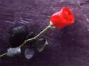 rose6.jpg